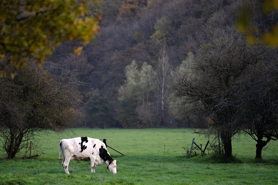 Illustration paysagère de province de Hainaut pour la page de Barry